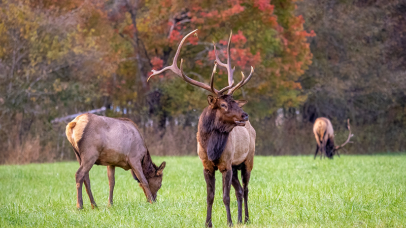Elk