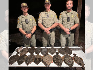 flounder
