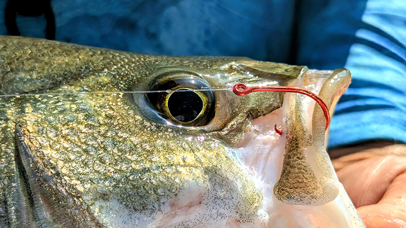g loomis cod rod Copy of G.Loomis PRO BLUE collection has Topper 700 Old wooden Fishing Lures. Color:Pink Sardine (994)
