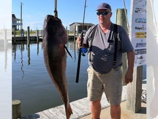 snapper