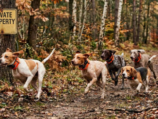 deer hunting with dogs