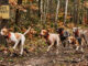 deer hunting with dogs