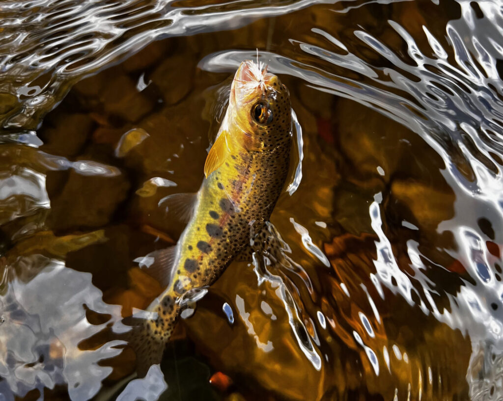 Wild trout in the Carolinas are typically small, but are prized by anglers just the same.
