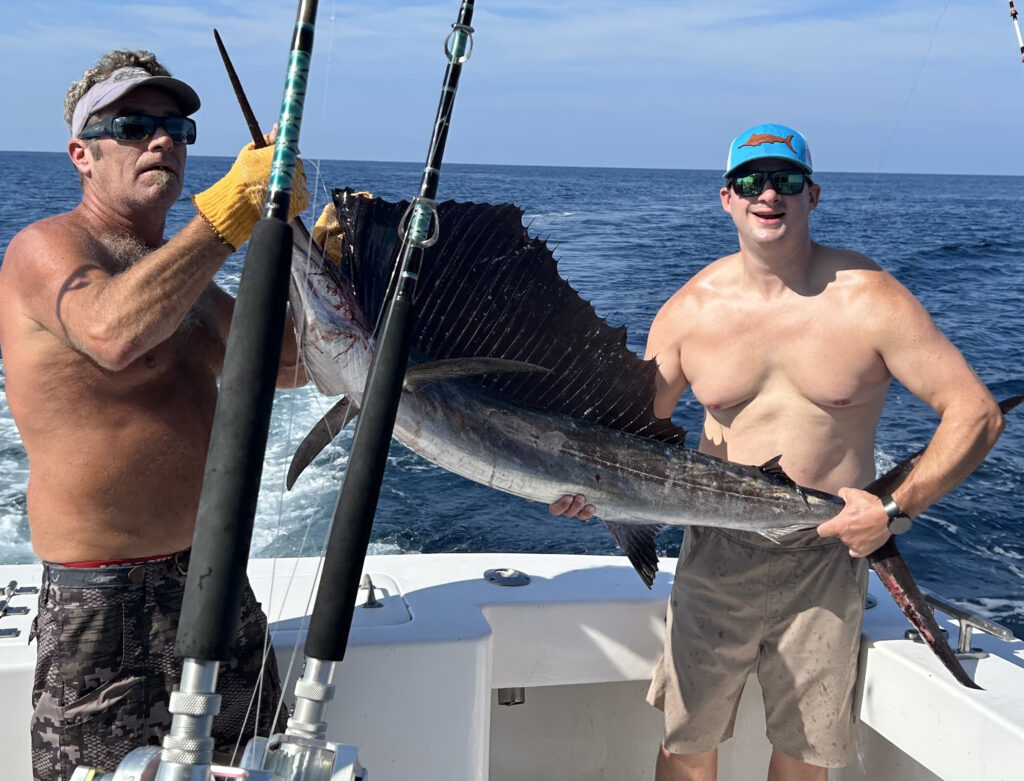 sailfish