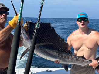 sailfish