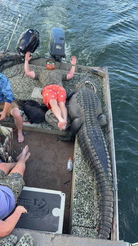 gator