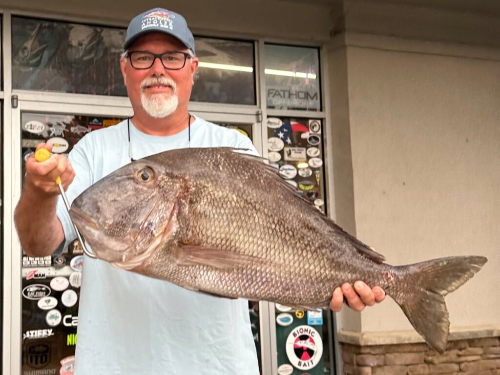 jolthead porgy