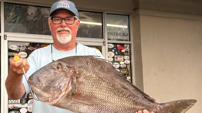 jolthead porgy