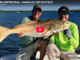 redfish