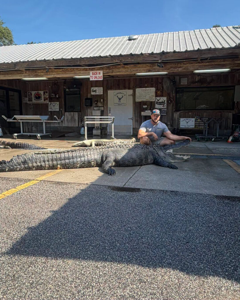 gator