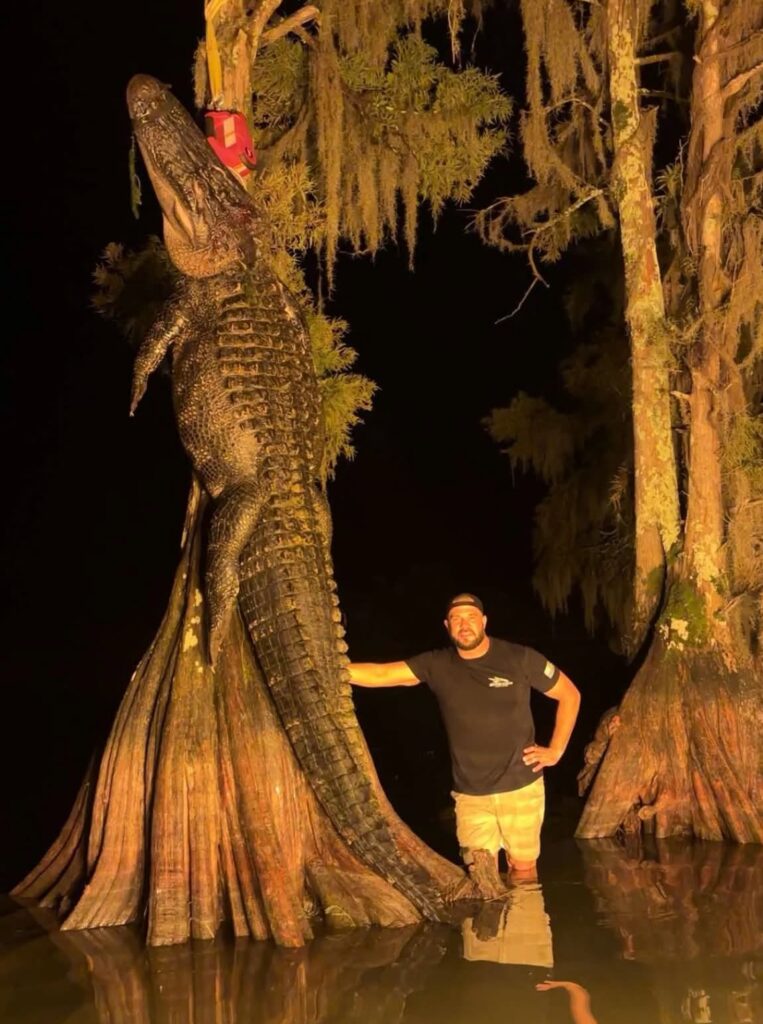 gator