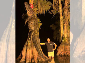 gator