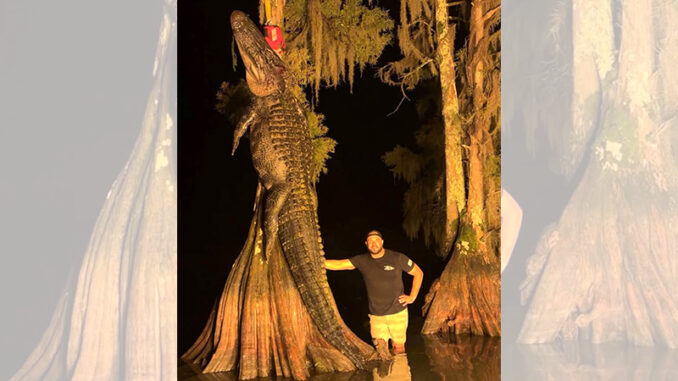 gator