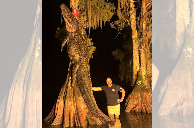 gator
