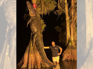 gator