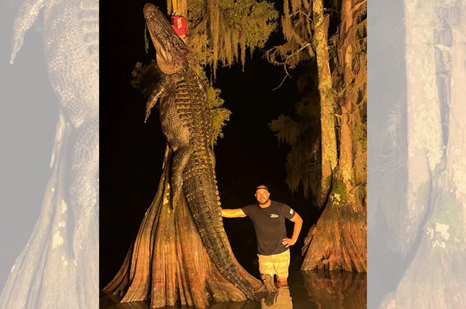 gator