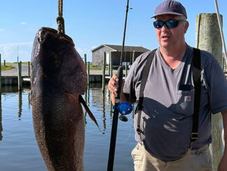 cubera snapper