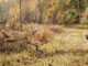 dog hunting