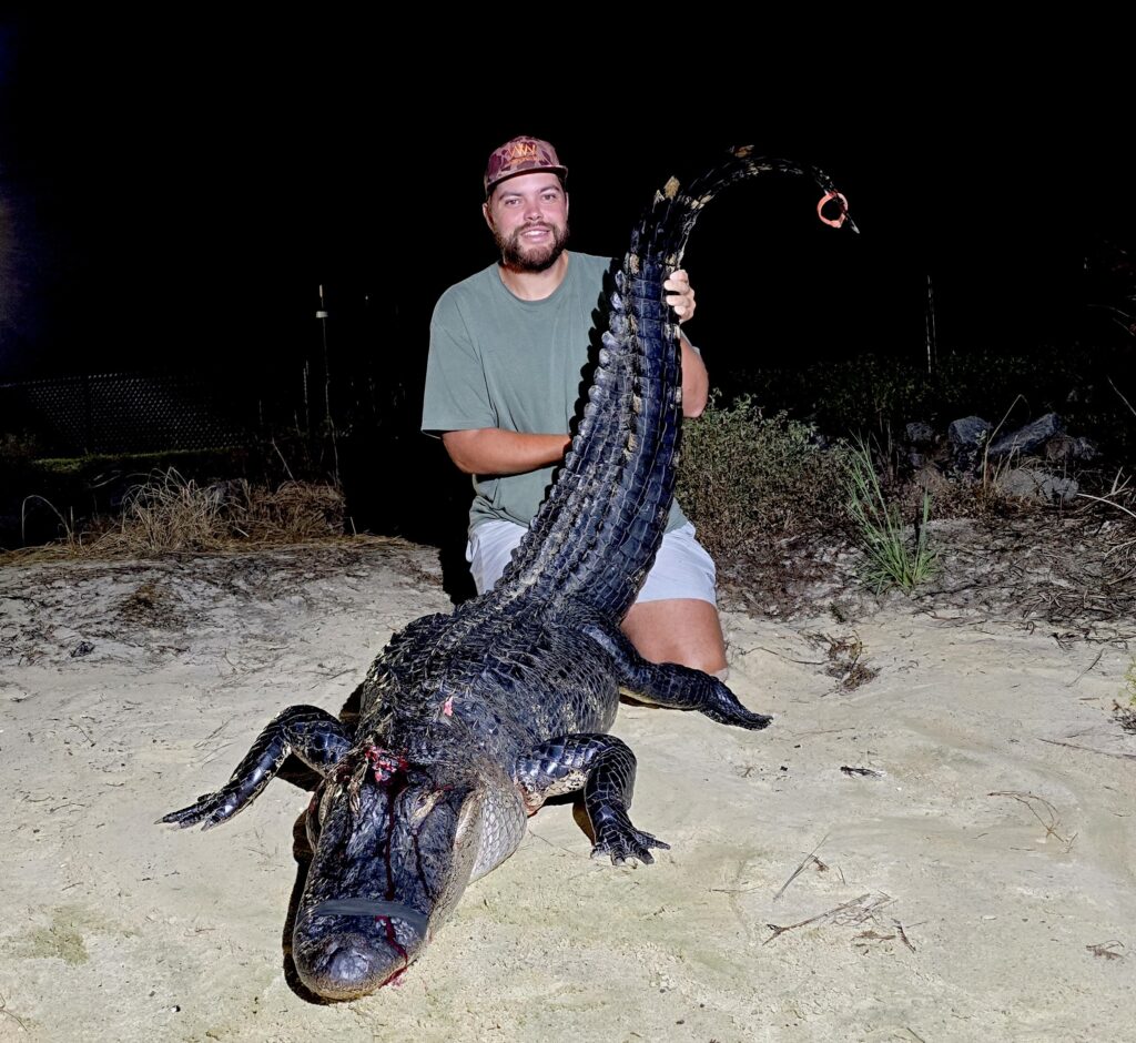 gator