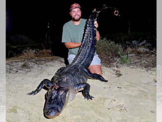 gator