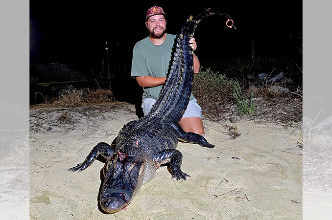 gator
