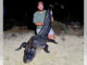 gator