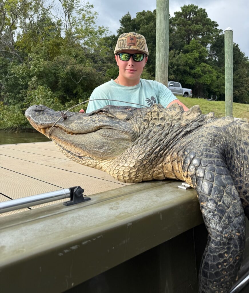 gator