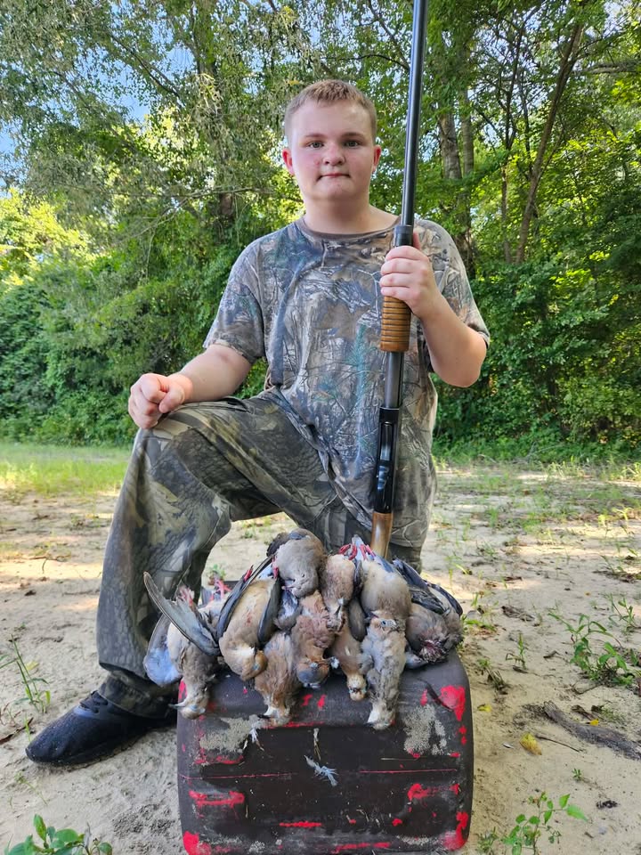 dove hunt