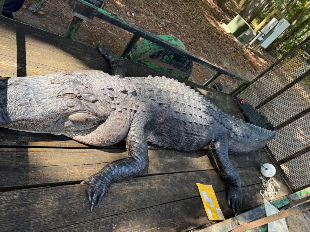 gator