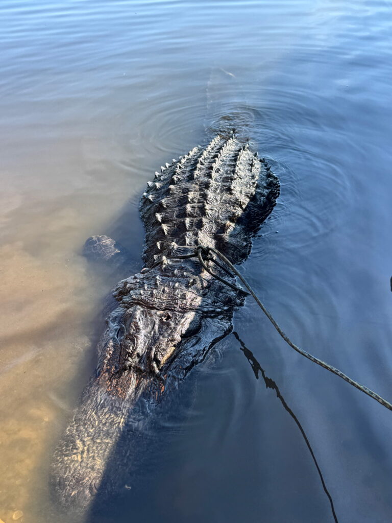 gator