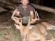buck