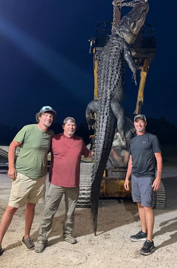 gator
