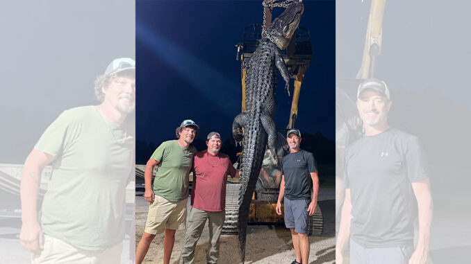 gator