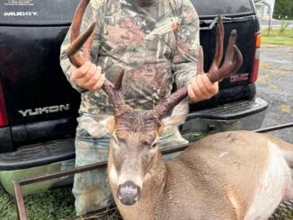 buck