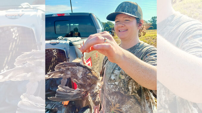 banded dove