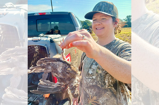 banded dove