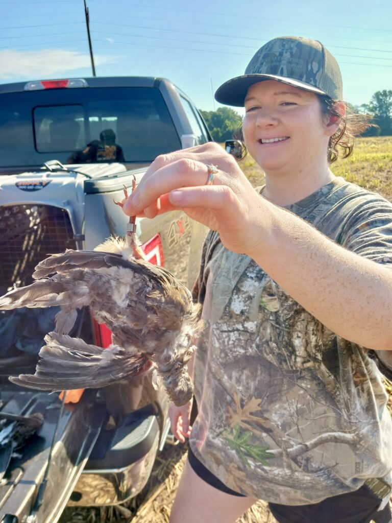 banded dove