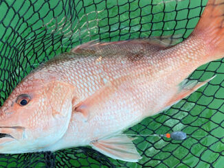 red snapper