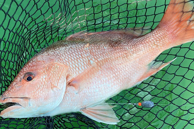 red snapper