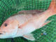red snapper