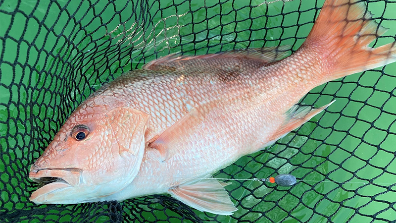 red snapper