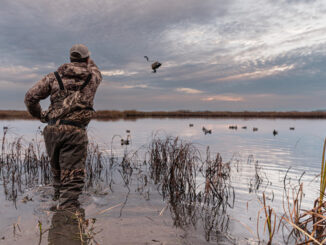 waterfowl