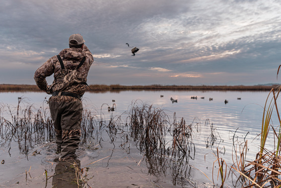 waterfowl