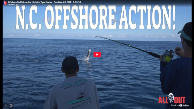 sailfish