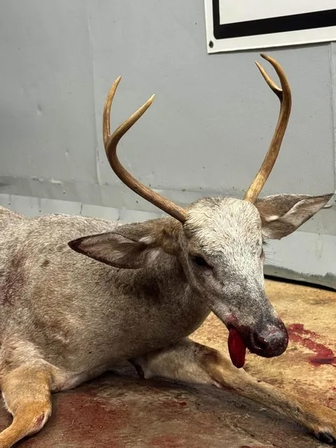white-faced 4-point buck