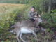 buck