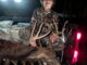 buck
