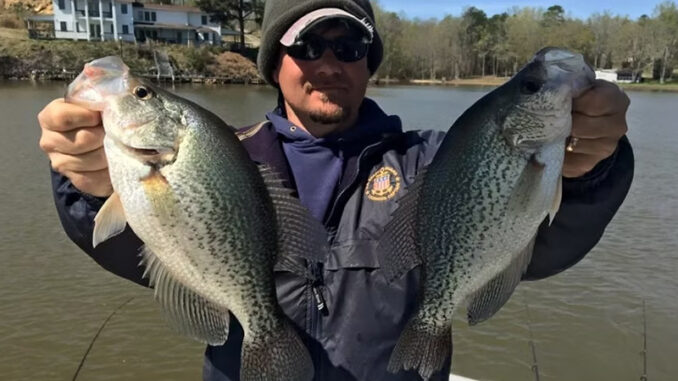 crappie