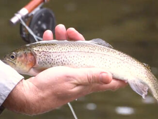 Wilson Creek trout