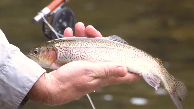 Wilson Creek trout